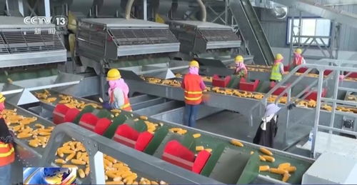 從2264億斤到13908億斤 中國(guó)糧食生產(chǎn)穩(wěn)定發(fā)展之路