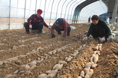 渠水長流正青春丨長在紅旗渠畔，95后青年追逐“薯”于家鄉的“大產業”夢想