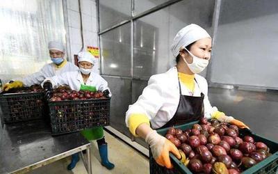 農村創業重圍 初級農產品的坑多還是能力不足？