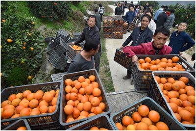拼多多農產品上行發展報告 初級農產品助力'三區三州'銷售額增長413%