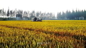 金山廊下 稻浪千重香四溢，秋收畫卷正當時